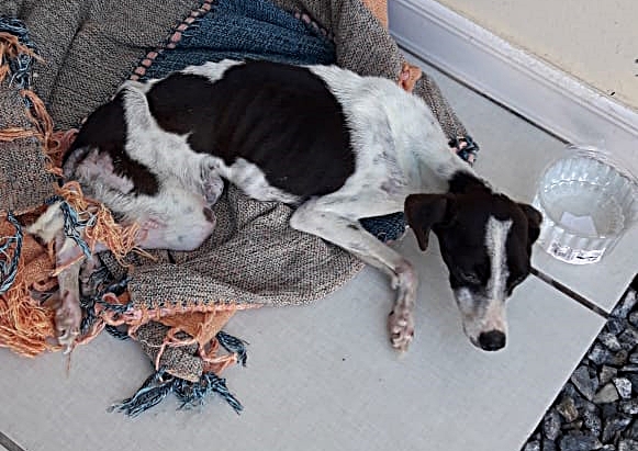 Polícia Militar resgata cachorro doente e leva para clínica veterinária em Camboriú