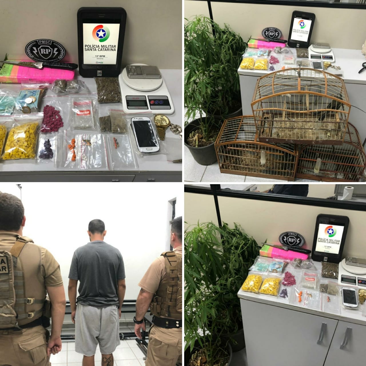 Traficante tinha plantação de maconha e drogas sintética em Ibirama