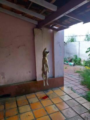 Cachorro é enforcado em garagem de casa abandonada em Gaspar, Vale do Itajaí