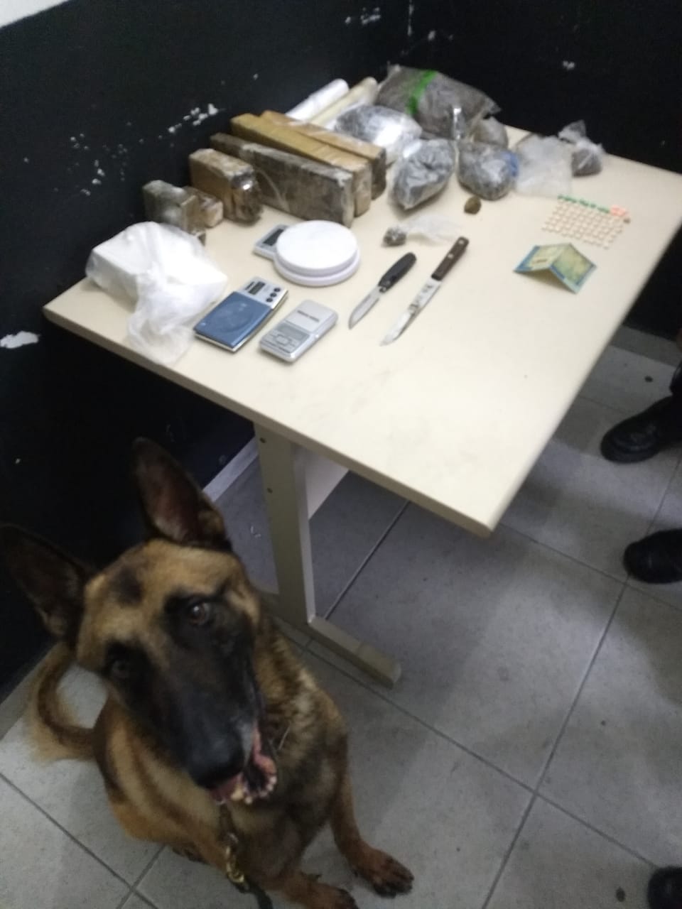 Lobo, cão de faro da PM, encontra drogas em Itajaí
