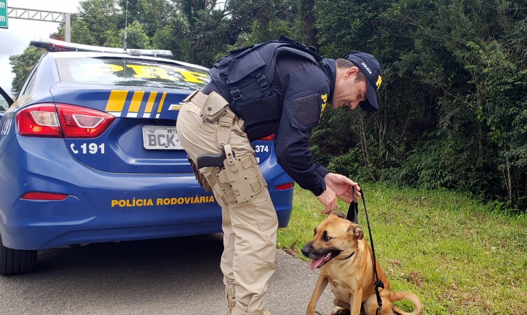 Policiais rodoviários resgatam cadela assustada que corria entre os carros na BR-280,  em Mafra