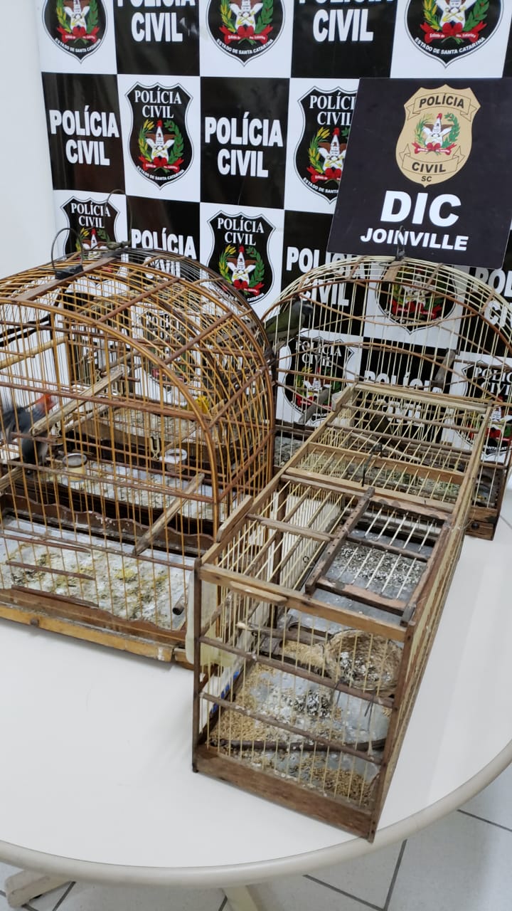 Homem que criava pássaros silvestres para vendê-los pela internet é capturado em Joinville