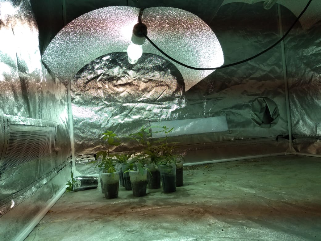 PM apreende 42 pés de Skank plantados em apartamento, Itajaí