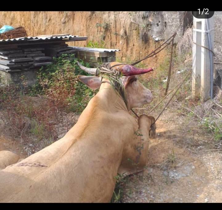Boi usado na farra é apreendido pela PM no litoral de SC