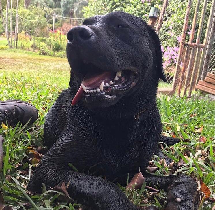 O cão de buscas do Corpo de Bombeiros de SC morre em serviço