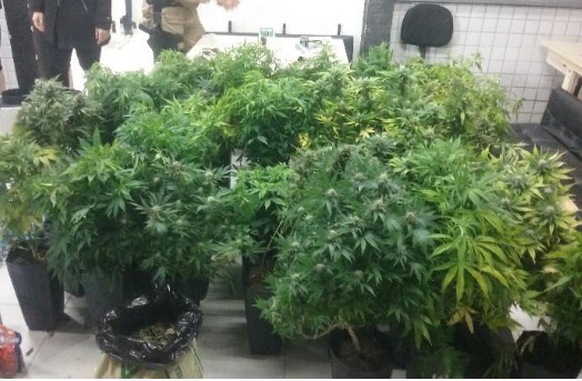 Homem cultivava 54 pés de maconha em vasos no bairro Cacupé, Florianópolis