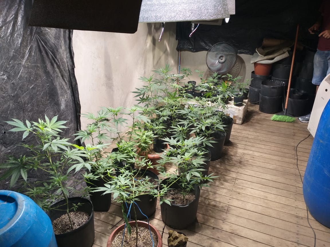 Estufa em Porto Belo cultivava 180 pés de maconha