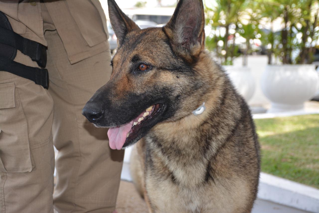 Pastora Alemã reforça o policiamento com cães em Balneário Camboriú