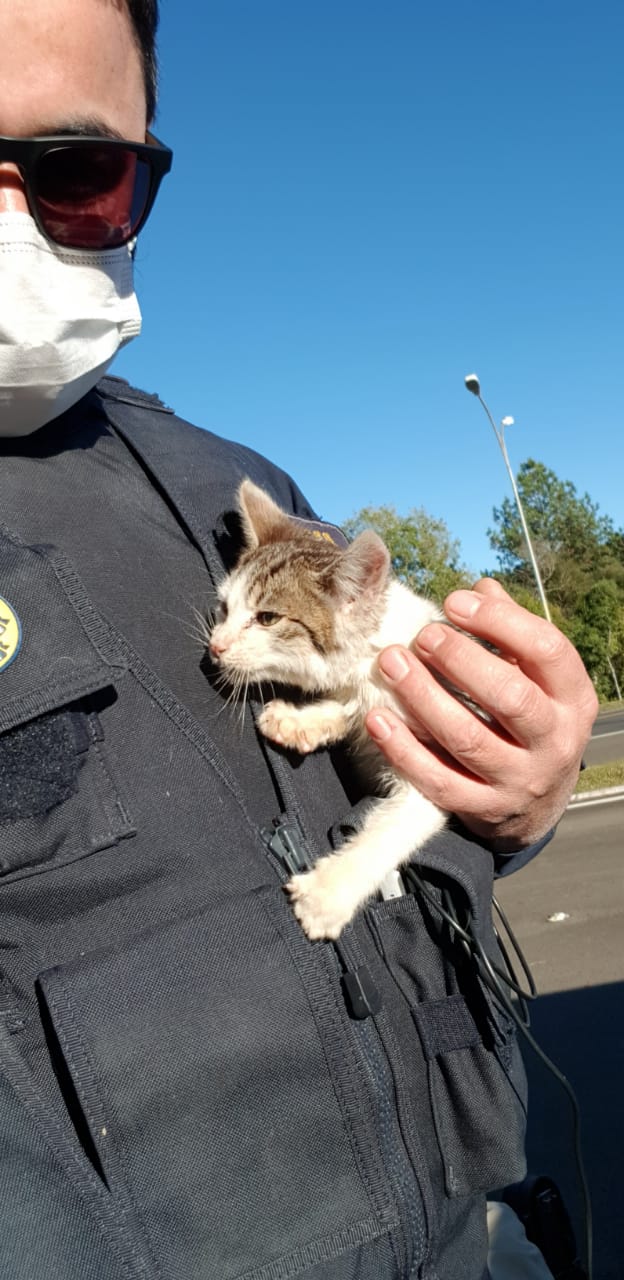 Homem abandona gato na BR-116 em São Cristóvão do Sul