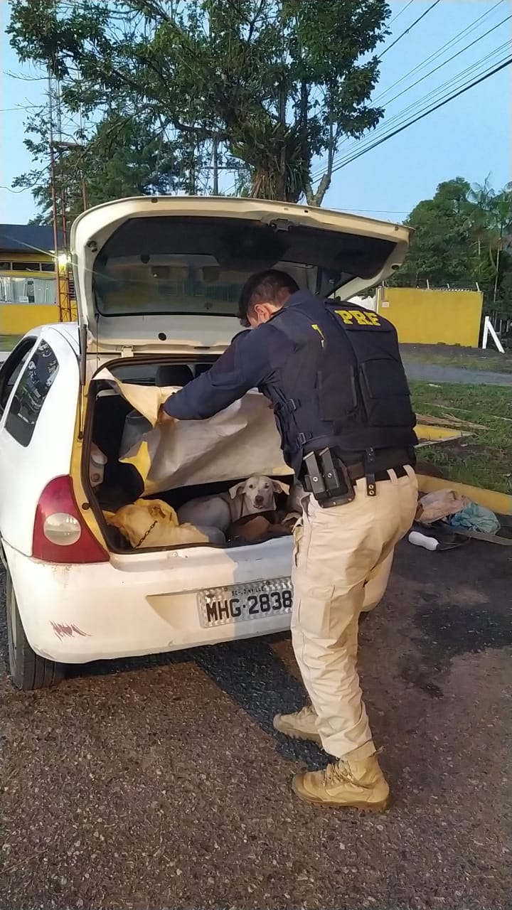 Caçadores de tatu são presos na BR-101 em Joinville