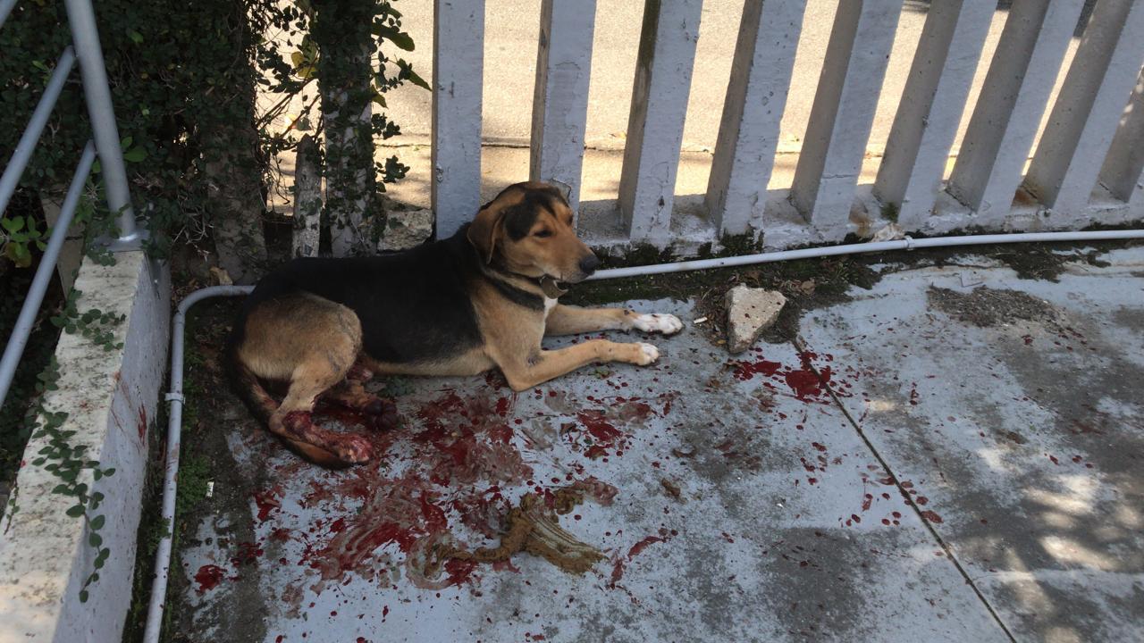 Motorista atropela cão em Florianópolis e foge sem prestar socorro