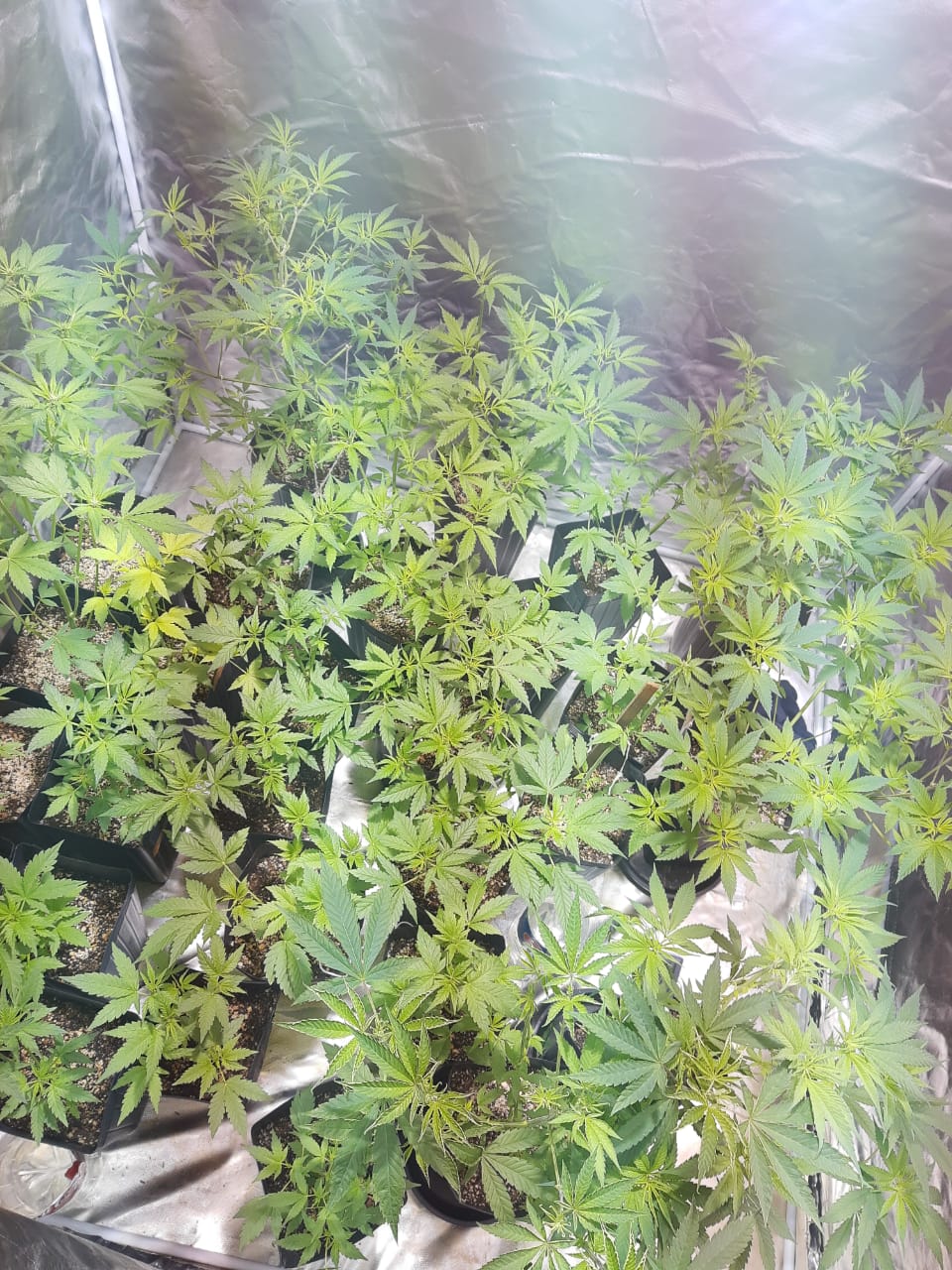 Traficante que cultivava maconha em estufa é preso em Criciúma