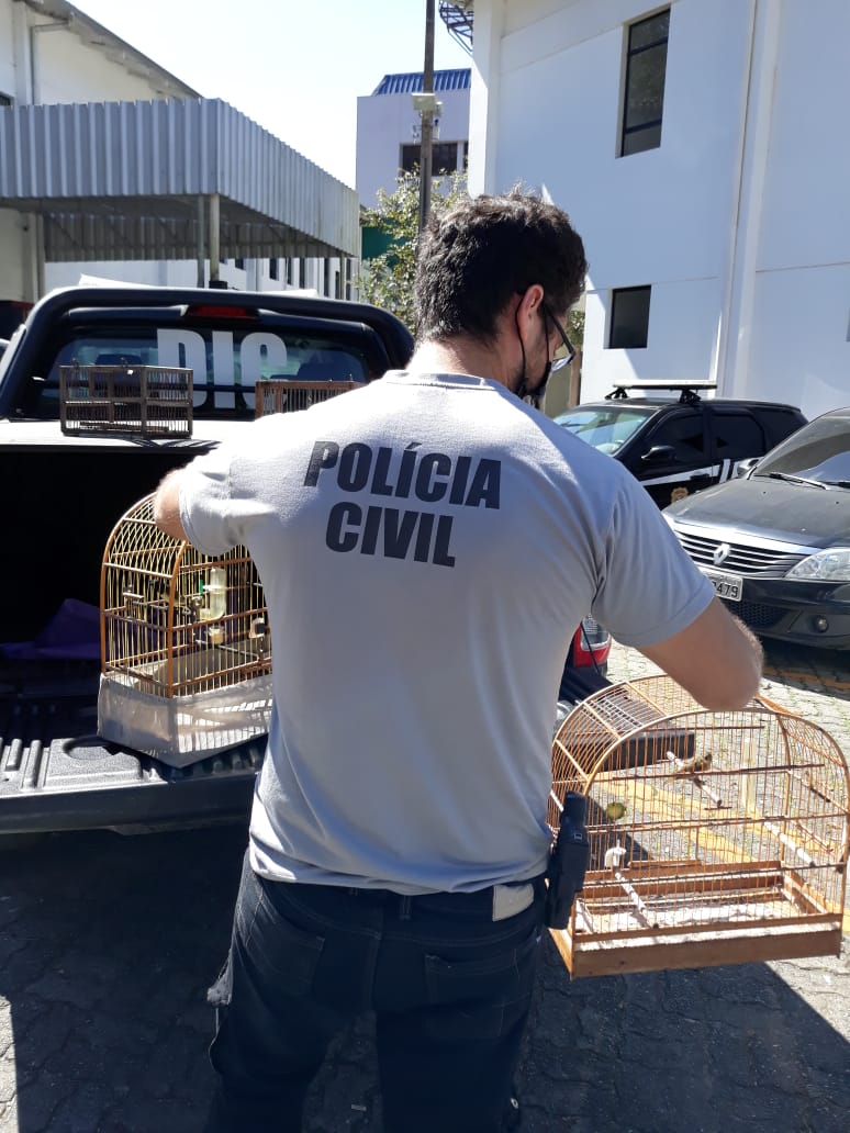 Caçadores de aves em extinção são presos em Joinville