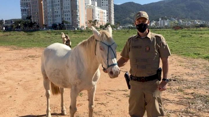 PM recolhe cavalos abandonados em Palhoça