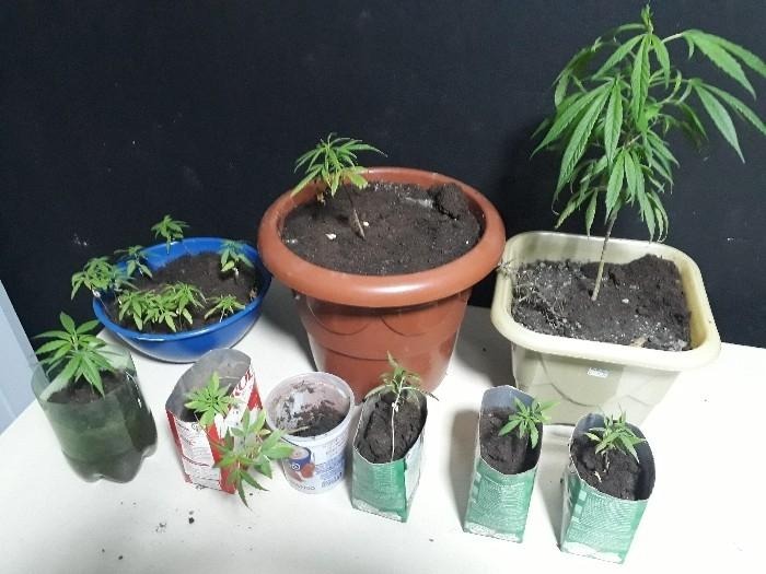 PM descobre plantação de maconha ao atender violência doméstica