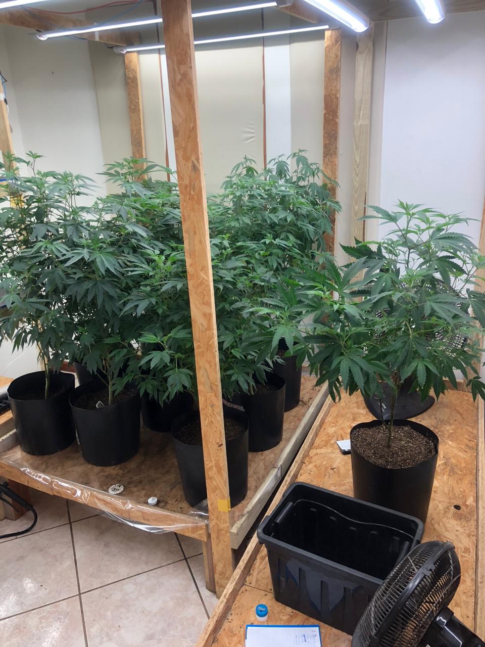 Mais de mil pés de maconha cultivados em estufa, Florianópolis