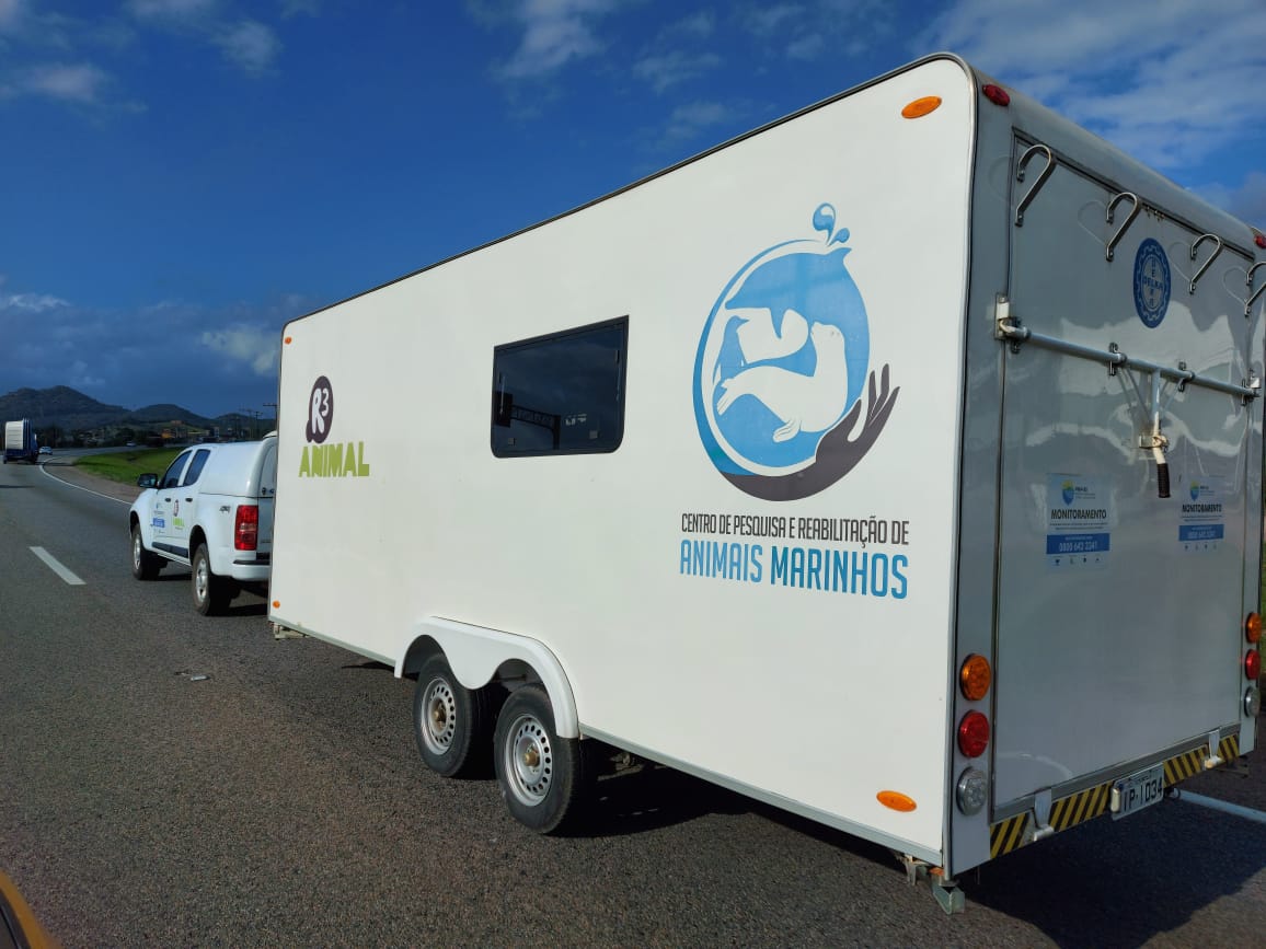 Filhote de baleia segue pela BR até hospital de animais em SC