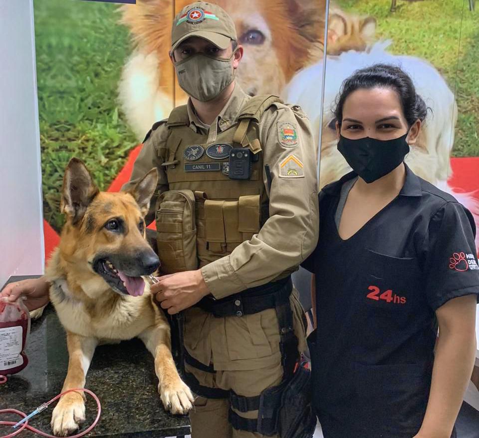 Cão doa sangue e salva vida de outro cachorro em Chapecó, SC