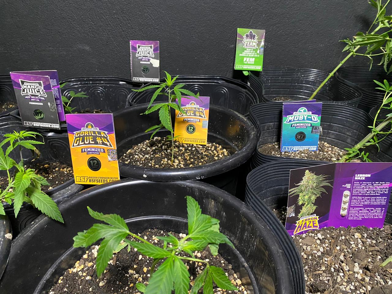 Procurada por tráfico, cultivava Skank em casa