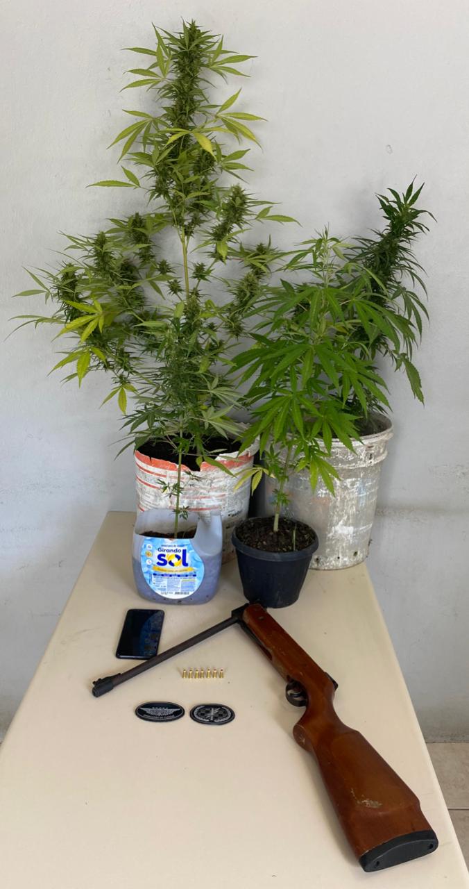 Homem que plantava maconha em casa é preso em Palhoça