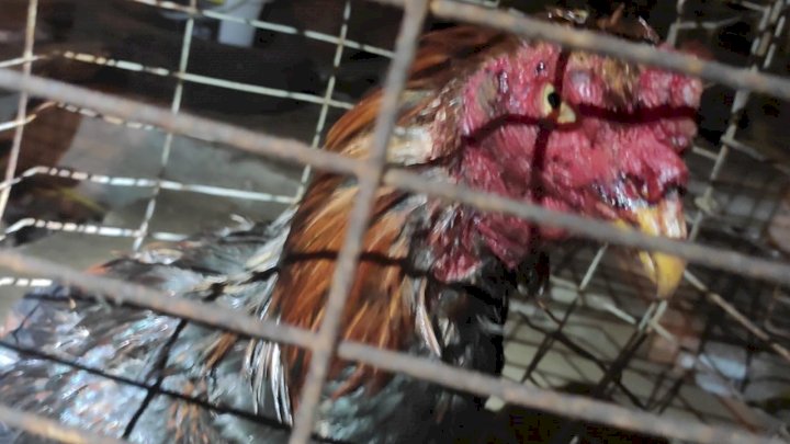 Rinha de galo funcionava em São Miguel do Oeste em SC