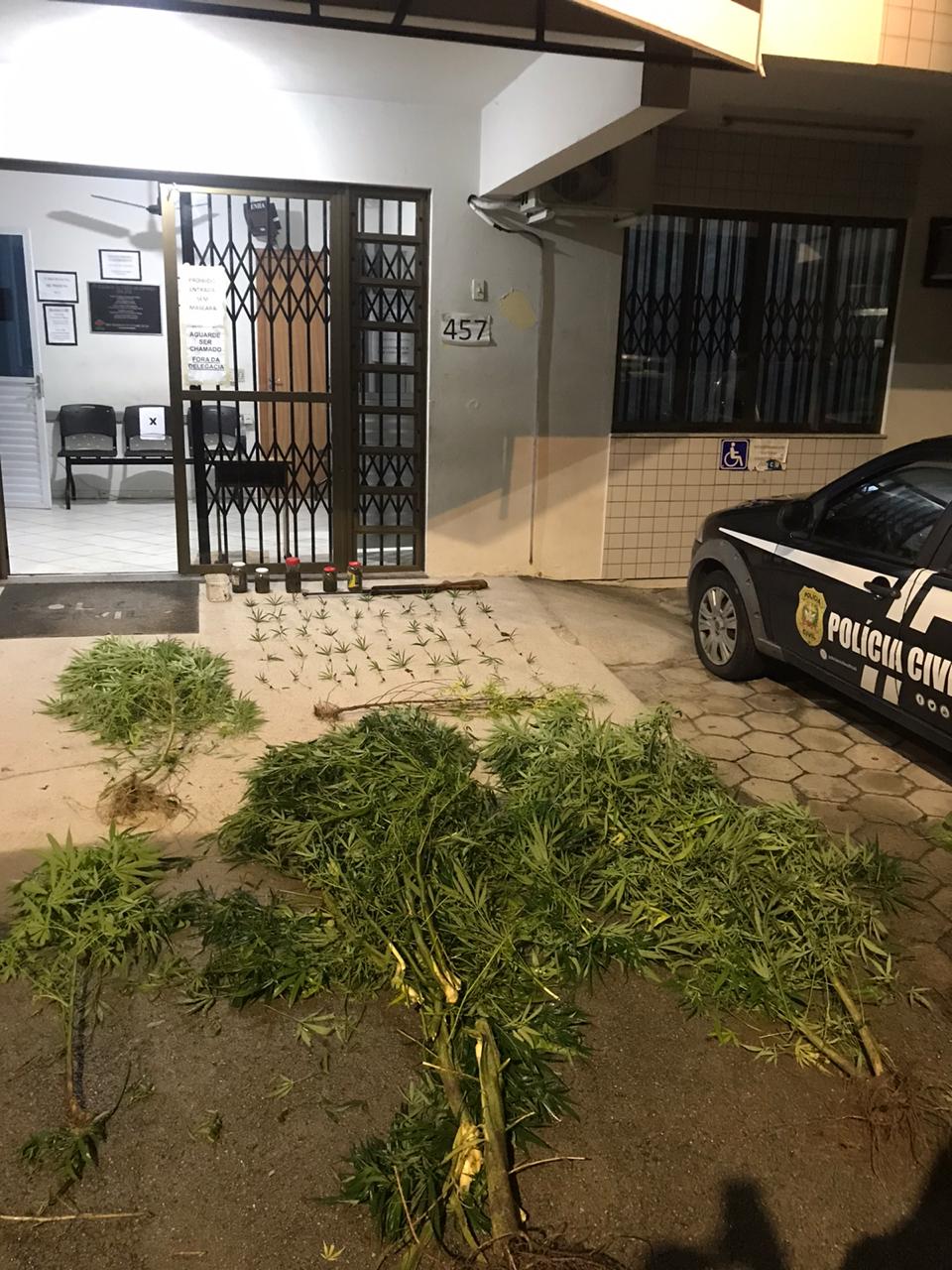 Pés de maconha mais altos que o muro da casa em São José