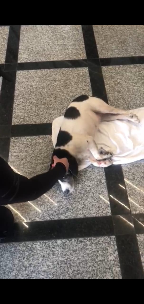 Cachorro provoca acidente na Beira-Mar Norte em Florianópolis