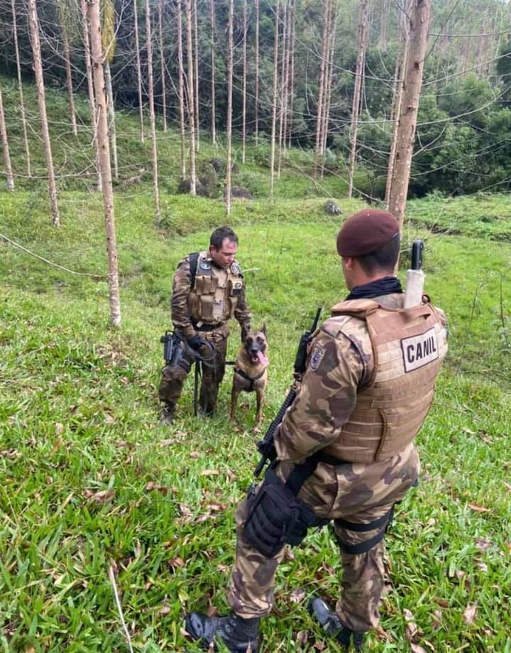 Ladrão é localizado na mata por cão farejador