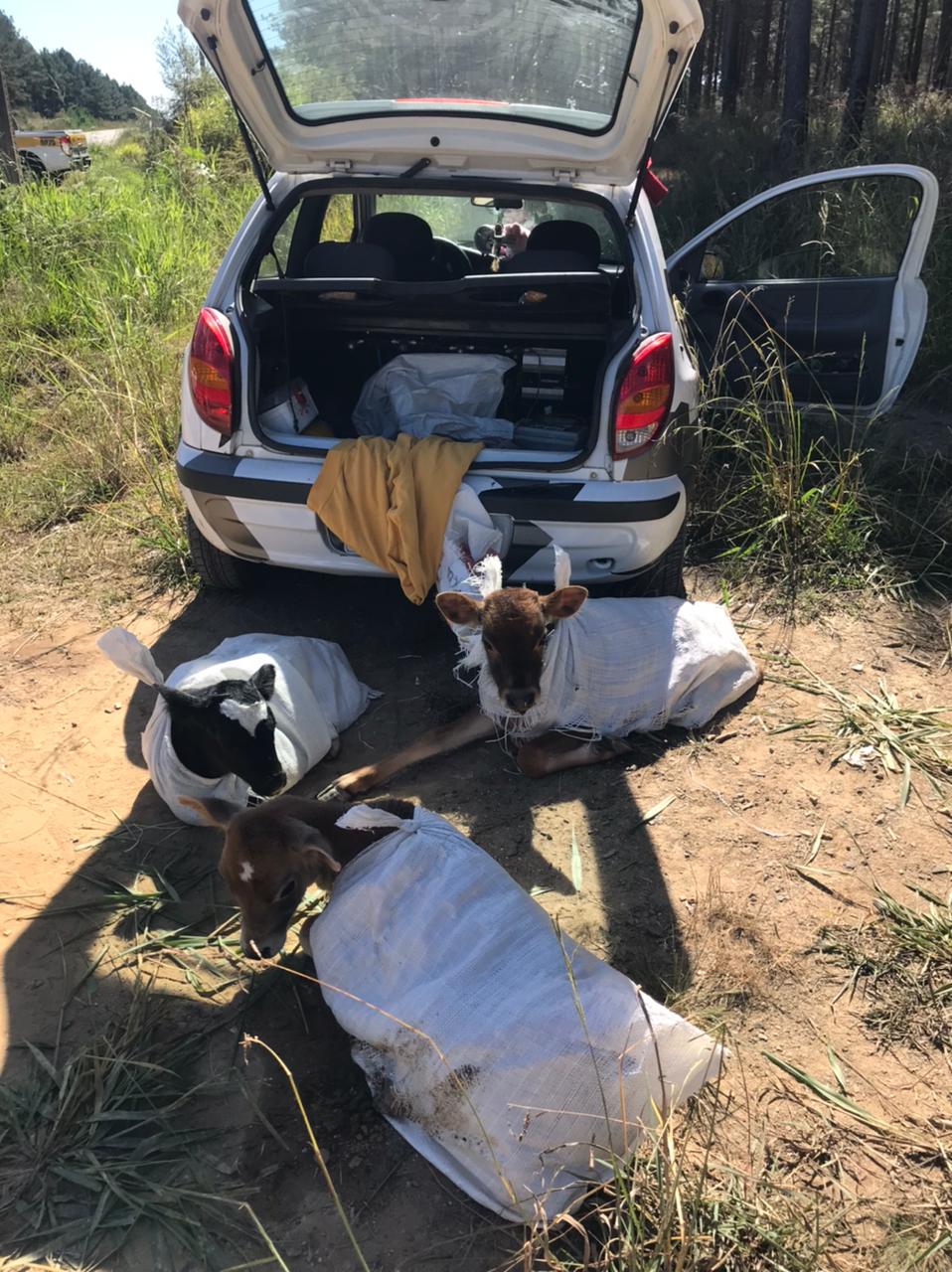 Bezerros eram transportados em Celta
