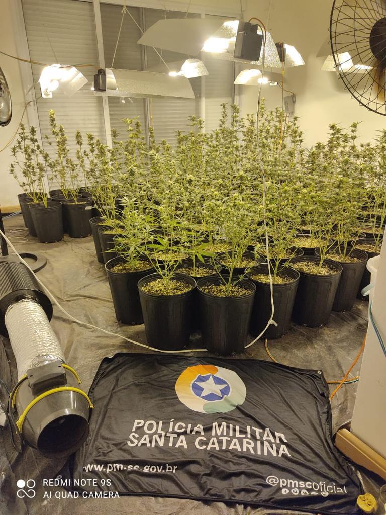 Procurado pela Justiça plantava Skank em casa, Florianópolis