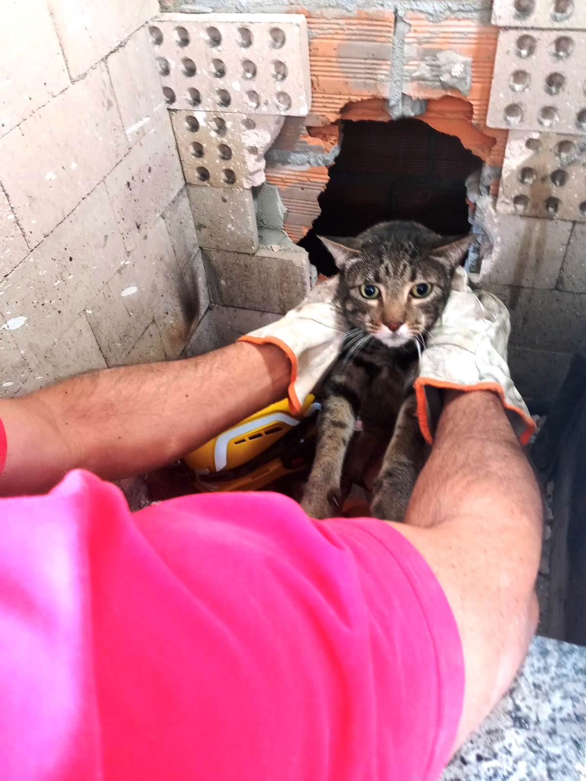 Bombeiros resgatam gatinho assustado de chaminé em Mafra, SC