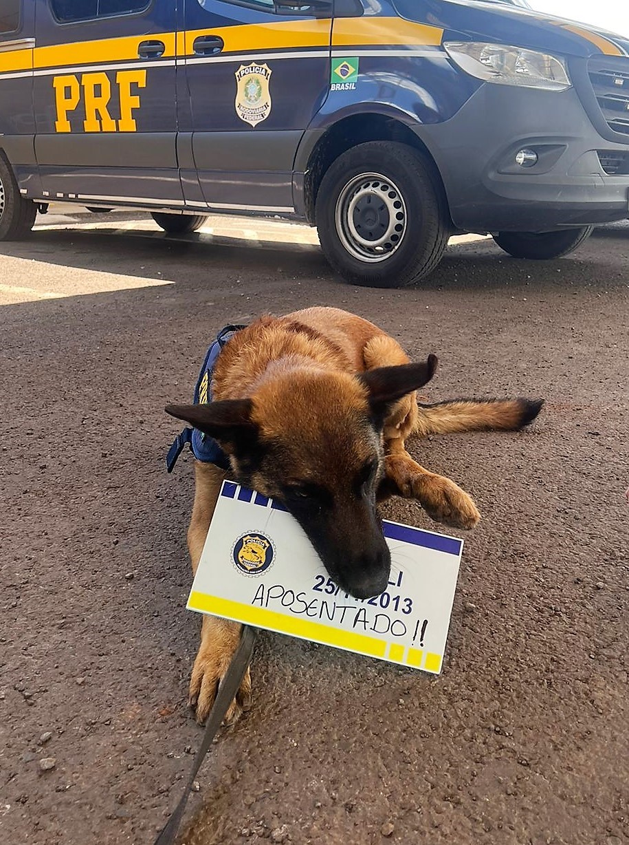 Cão se aposenta após trabalhar no combate ao tráfico de drogas