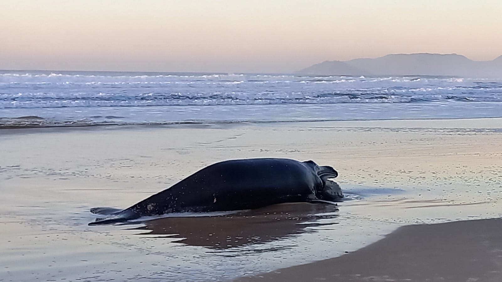 Filhote de baleia-franca é encontrado na Praia da Joaquina, Floripa
